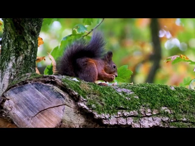 Up Close with Nature: 1 Hour of Captivating 4K Wildlife Footage with Nature's Symphony