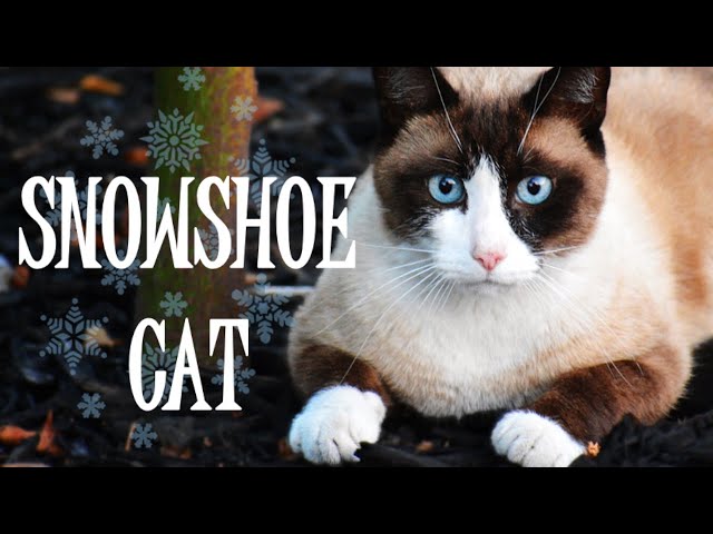 Snowshoe - Everything about these gorgeous cats