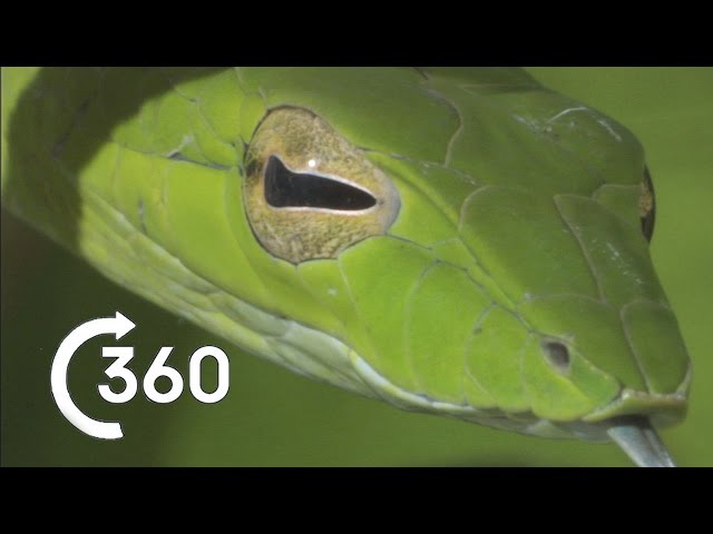 Costa Rican Jungle 360° | Planet Earth II