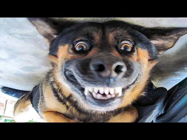 ASMR Funny animals video compilation # 5| Try not to laugh | Cute Funny Cats and Dogs