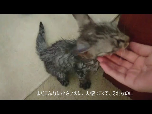 捨て猫を保護しました【アメショ（？）】