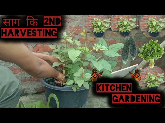 साग की 2nd harvesting☝️Kitchen Gardening👍🏻3rd floor pe sabjiya ☝️