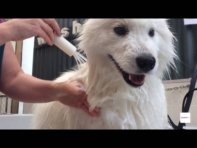 Pet/ Animal Groomer career - A day in the work life