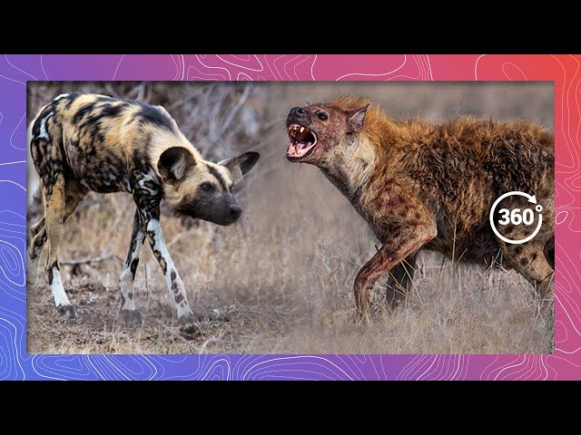 Wild Dog and Hyena Confrontation | Wildlife in 360 VR