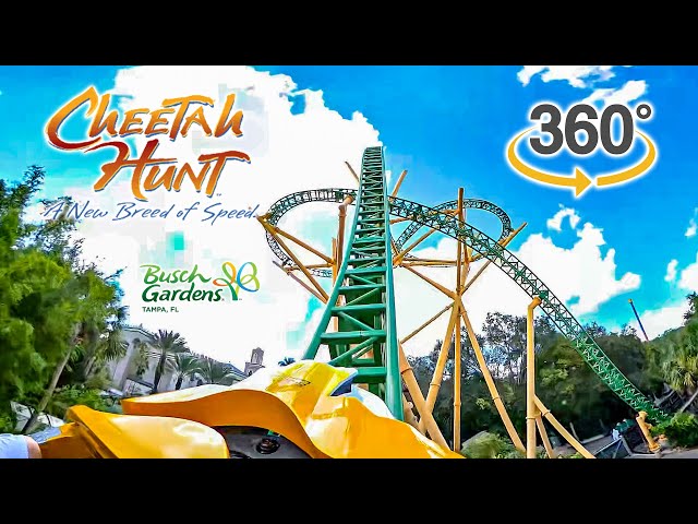 VR 360 Cheetah Hunt Roller Coaster On Ride Front Seat POV Busch Gardens Tampa 2024 09 30