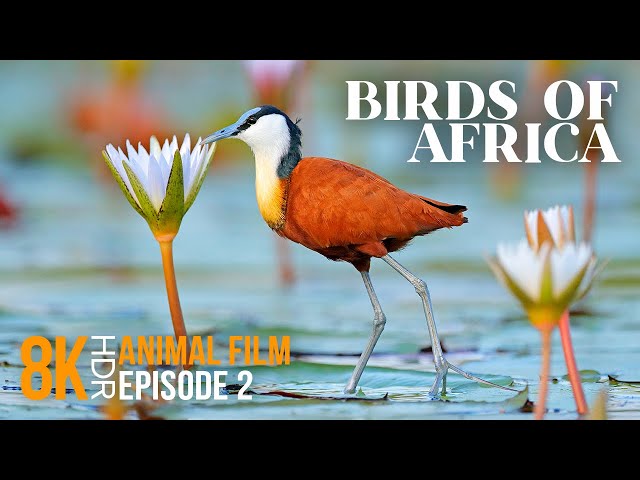 Amazing World of Exotic African Water Birds - 8K HDR Wildlife Documentary Film - Episode 2