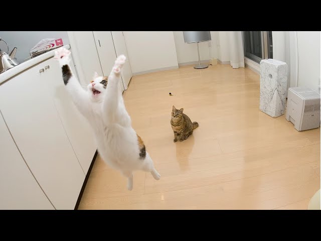 Brand New Funny Cats of 2024! 😸 Try Not to Laugh Challenge!