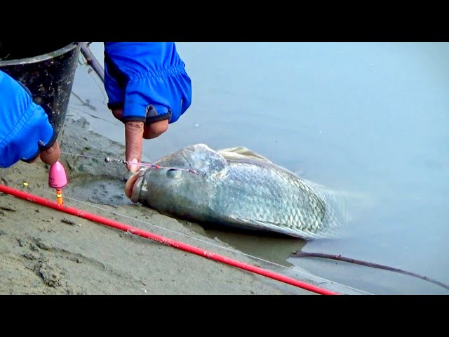 Fishing in a flowing river, unexpectedly caught a large tilapia fish