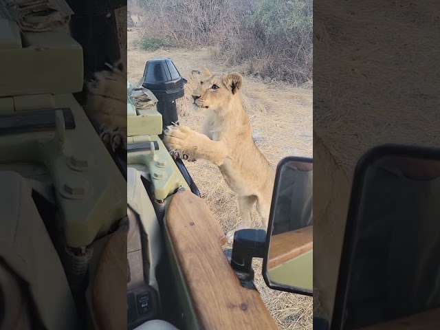 Lion King #wildlife #shorts #ytshorts #travelfromhome #lion #safari #trending #viral #nationalpark