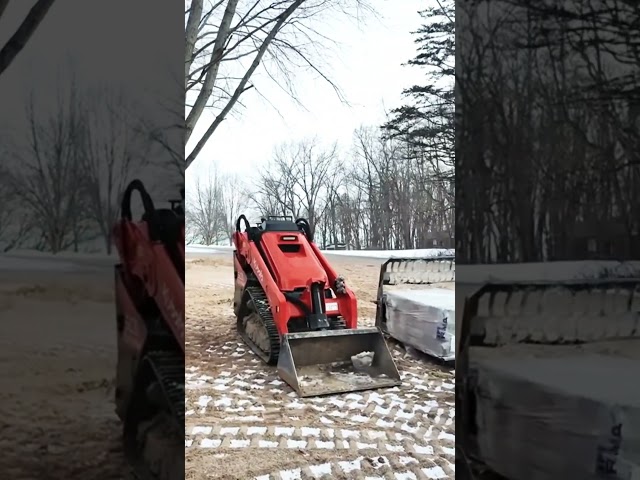 Japanese maple transplant