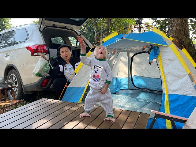 Special Camping Journey of Monkey Bibi with Dad