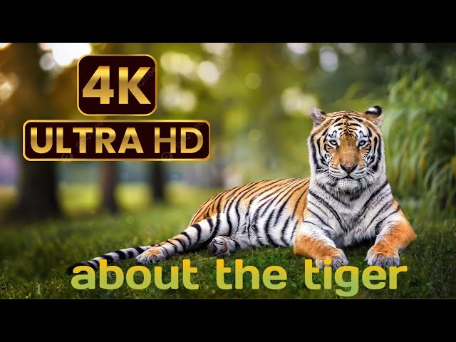 about tha tiger and ( 4k ) ultra hd video and lion