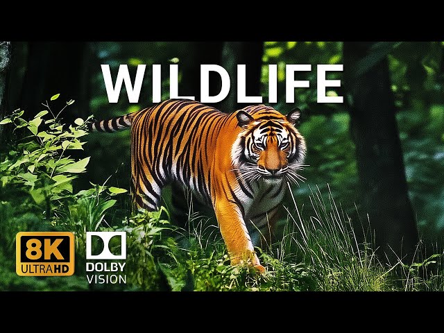 RELAXATION MUSIC Meets MIND-BLOWING Wildlife in 4K HDR Dolby Vision - Chill by Chill