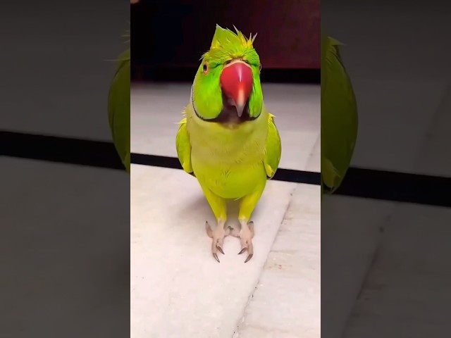 Funny monkey 🐵 parrot 🦜 laughing video #funny #monkey #parrot #trending #shorts