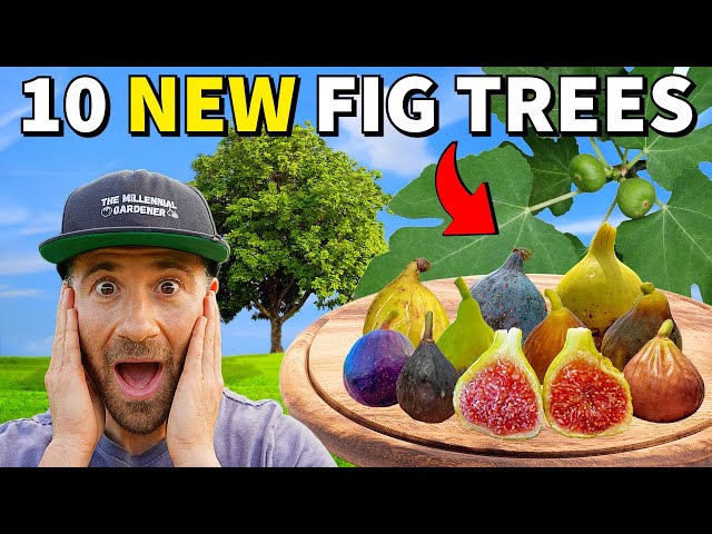 I Created 10 BRAND NEW FIG TREES...The Results Are MINDBLOWING!