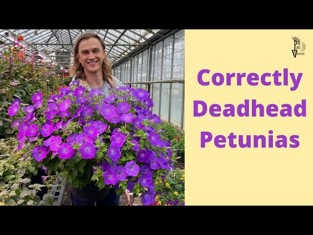 DEADHEADING PETUNIAS: The Correct Way to Clean Petunias