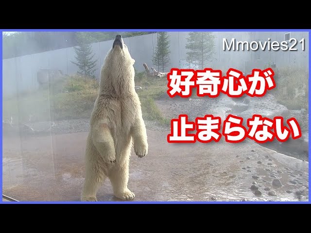 ホッキョクグマのミストの反応　飼育員のお姉さんもびっくり デナリの餌を守れ