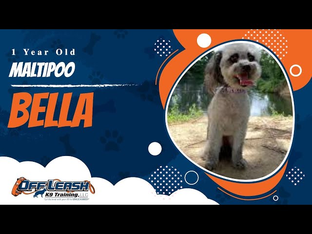 Bella | 1 Year Old Maltipoo | Off Leash Maltipoo Training, Augusta