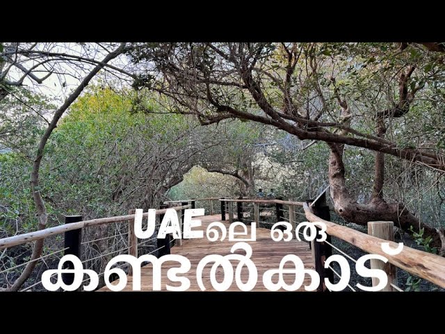 യുഎഇ ലെ ഒരു കണ്ടൽകാട് | Khor Kalba Mangrove Conservation Reserve | Sharjah | Nature | Birds | FIshes