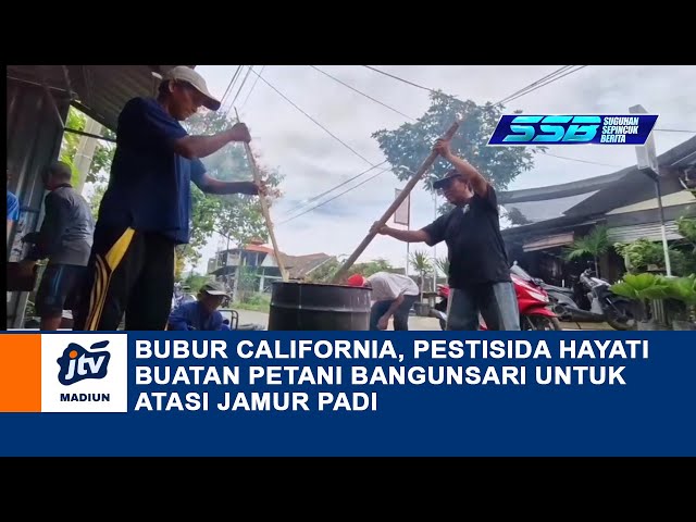 PONOROGO - BUBUR CALIFORNIA, PESTISIDA HAYATI BUATAN PETANI BANGUNSARI UNTUK ATASI JAMUR PADI