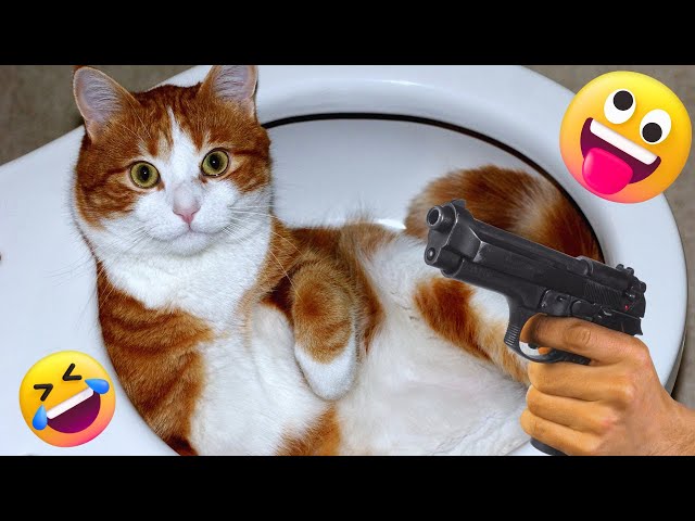 Funny cat fails compilation