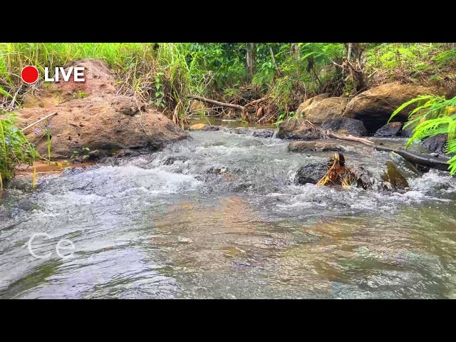 Relaxing Nature Sounds for Work - Natural Calm Forest Waterfall Music Meditation Sound for Study