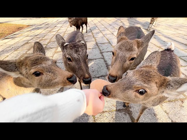 Visiting Deer Park in Japan🦌 | Nara Park | ASMR