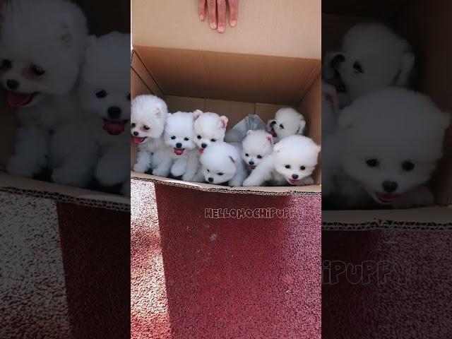 cute puppies funny moment cute overload ❤️#hellomochi #dog #bichon