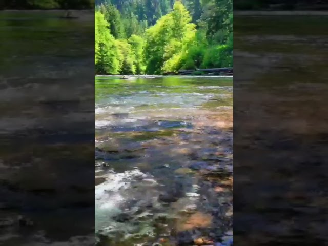 Relaxing Music, Relaxing River Sounds, Birds Singing #shorts #naturesounds