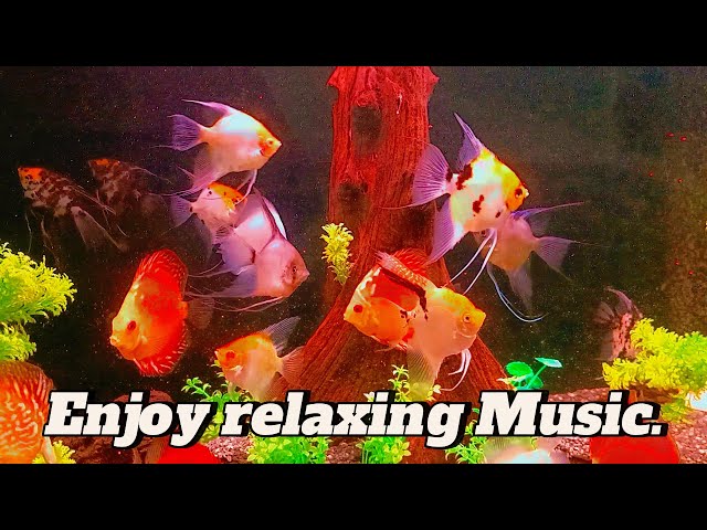 Relaxing Piano Music with Water Sounds and Fish Swimming Calming Aquarium Ambience for Stress Relief