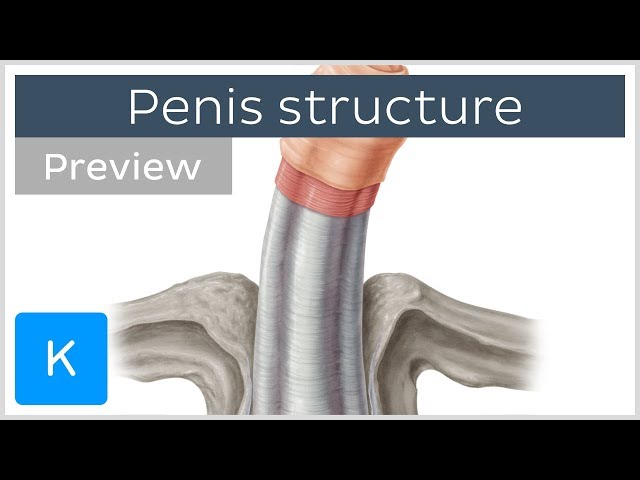 Structure of the penis: urogenital system (preview) - Human Anatomy | Kenhub