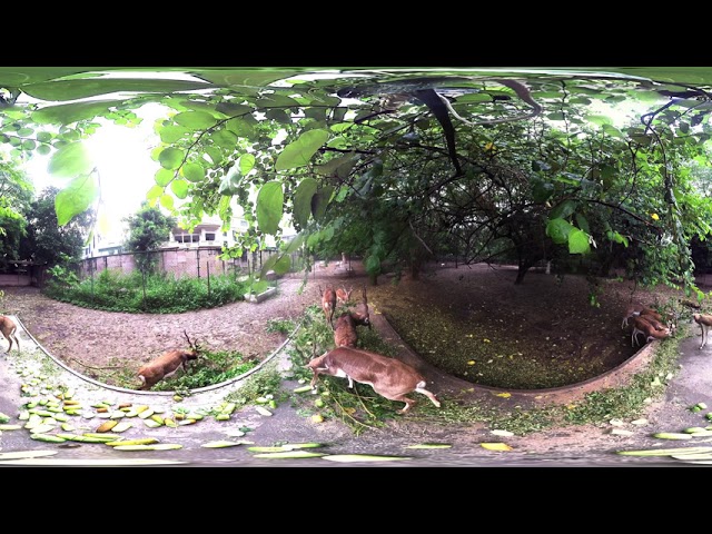 Black Buck VR Video (Lucknow Zoo)