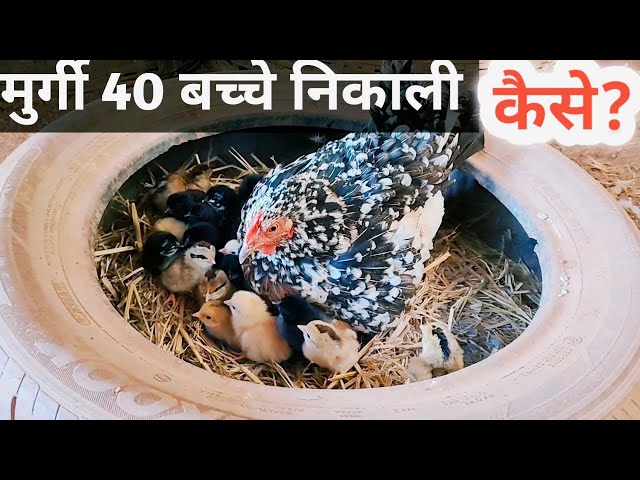 The right way to remove chicks from a chicken 🐣 How many chicks does a chicken produce in Februar...