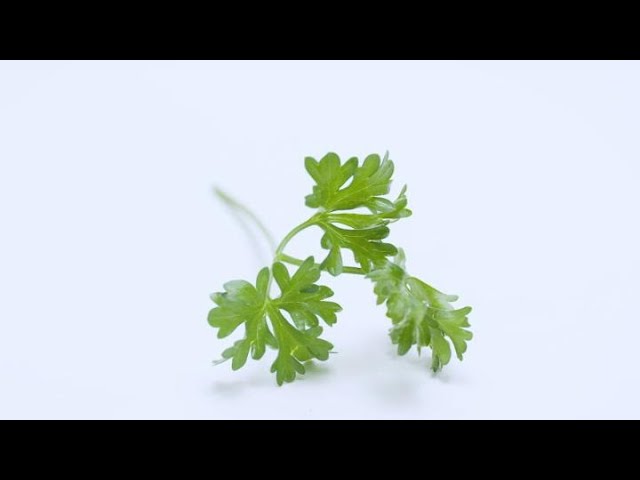 Kitchen Quickie: How to Remove Herbs from Stems | WebMD