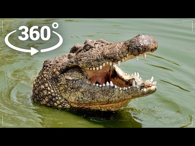 360° VR - Crocodile attacks You