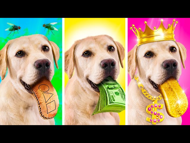 Rich Dog VS Poor Cat || My Dog Grants Wishes