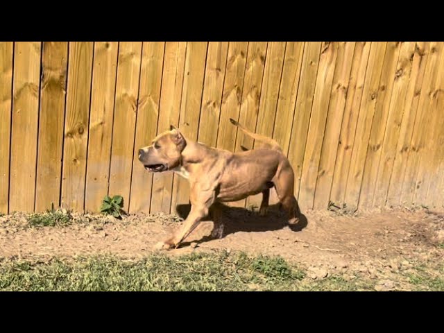 True Definition of An XL American Bully