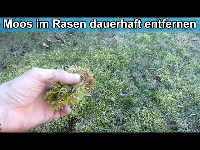 Moos im Rasen dauerhaft loswerden / Rasenfilz und Moos im Rasen bekämpfen / entfernen - Anleitung