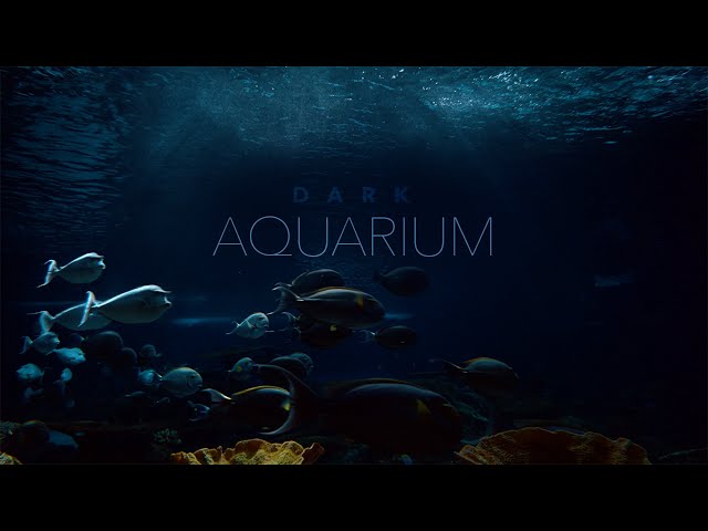 Underwater Ocean Sounds • Dark Aquarium Ambience • Incredibly Immersive