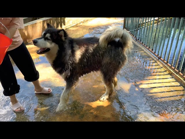 bath or trick丨Apenjie with Dawang