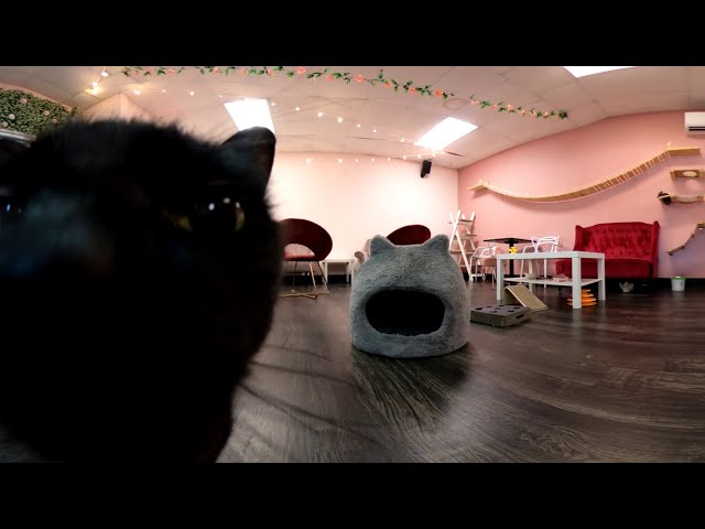 Tally Cat Cafe - 360° Cat Room View - March 8th, 2021