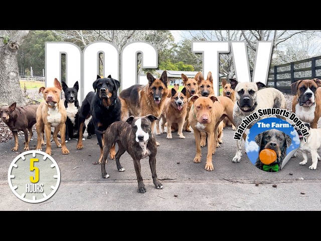 Entertaining Doggy Daycare TV - Dog Video for Dogs To Watch - 🐶 Relaxing Music & Real Sounds