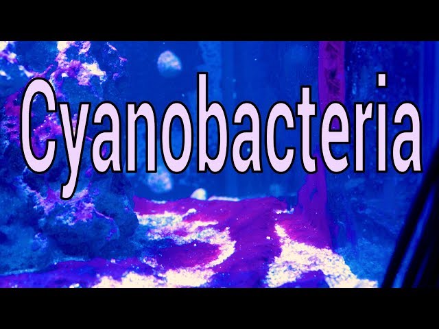 Cyanobacteria: What is it? How to solve it.