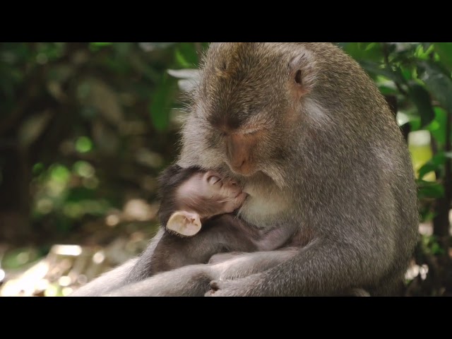 Wild life.Monky.must Watch