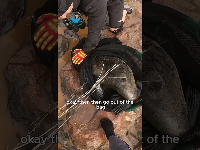 Seal Stuck in Shredded Plastic Bag #shorts