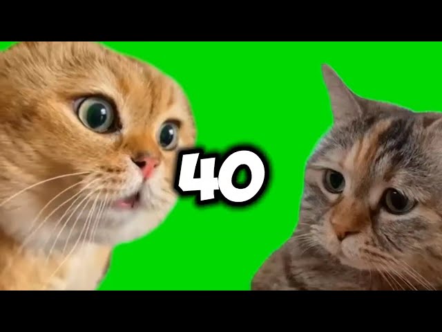 cat memes green screen template in internet