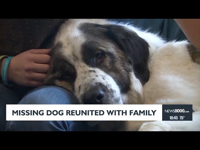 Missing Dog Reunited with Family