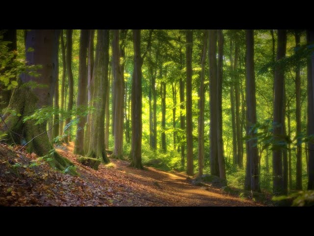 🌳 4K - Relaxing Nature Sounds For Stress Relief, Forest Sounds, Bird Song