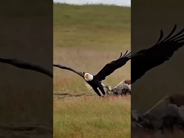 Eagle Hunting - Witness the Majesty of Nature's Fierce Predator