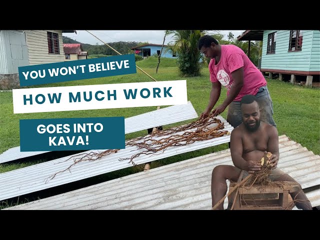 Kava Processing 101 – Cutting, Cleaning & Drying Part 2 II Month of Mayhem Day 29_Vlog 190